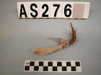 藏品(貝釣鉤)的圖片